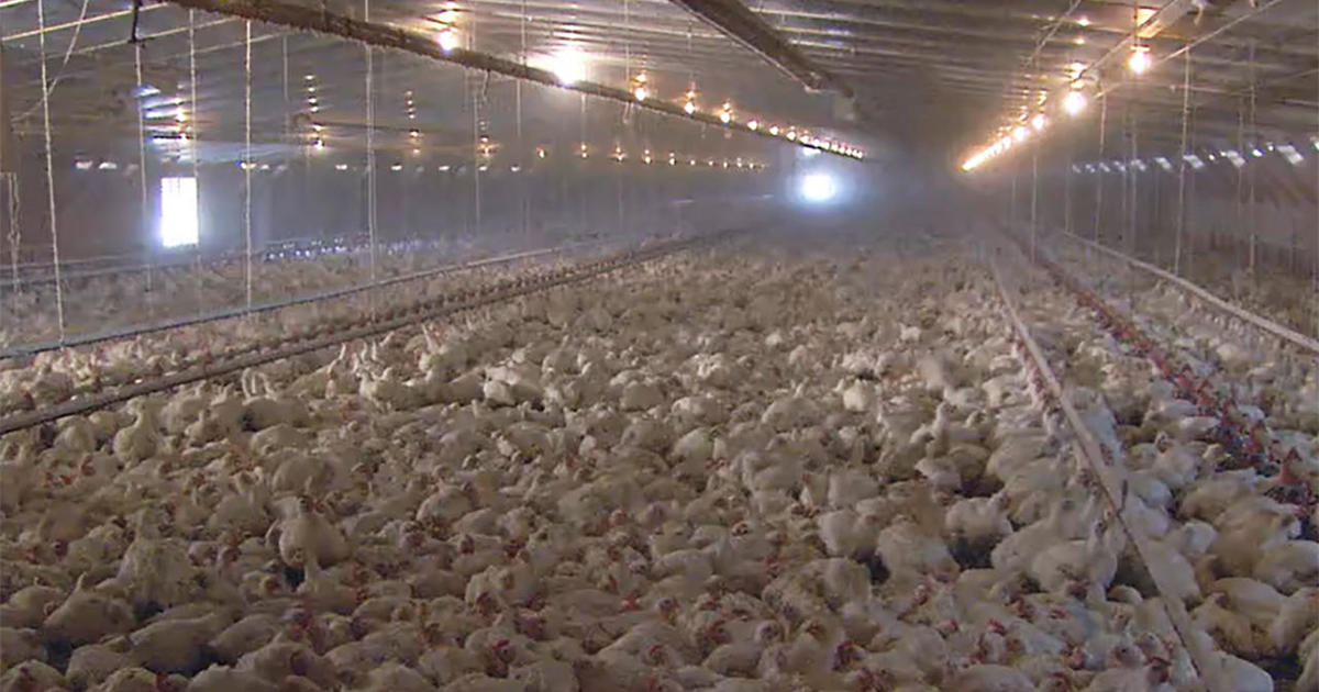 bird-flu-impact-poultry-industry