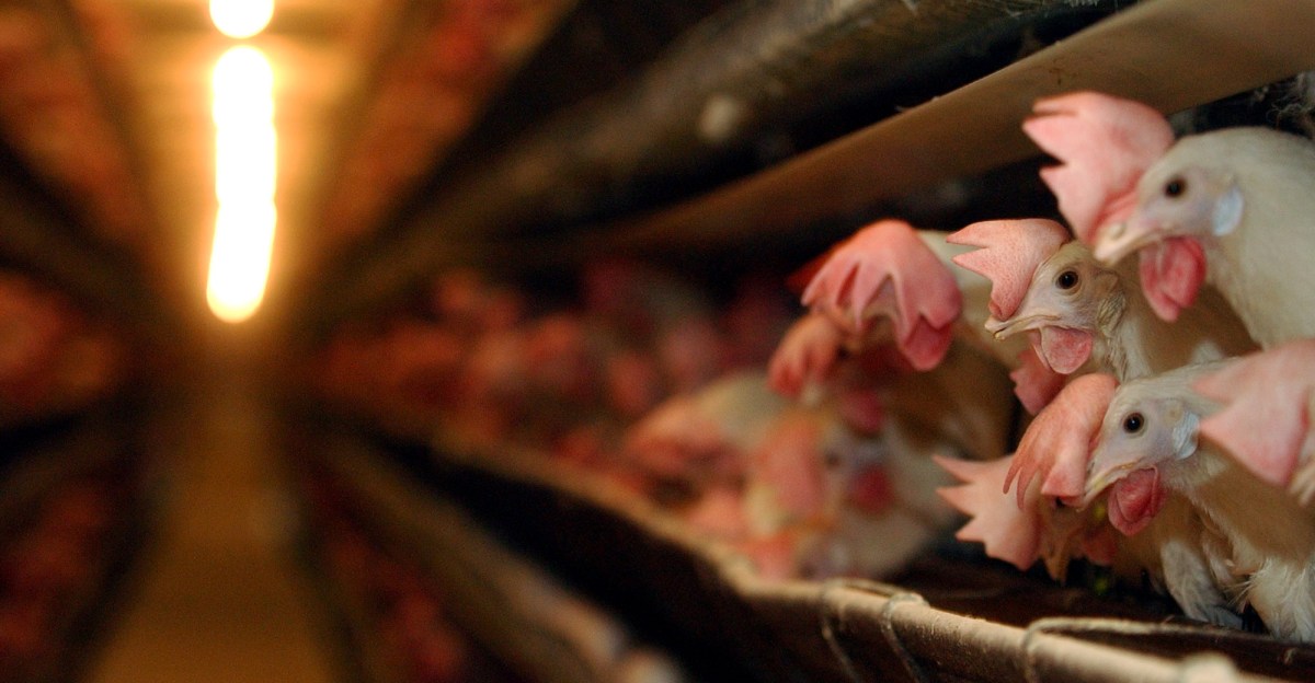 egg-shortage-strategy