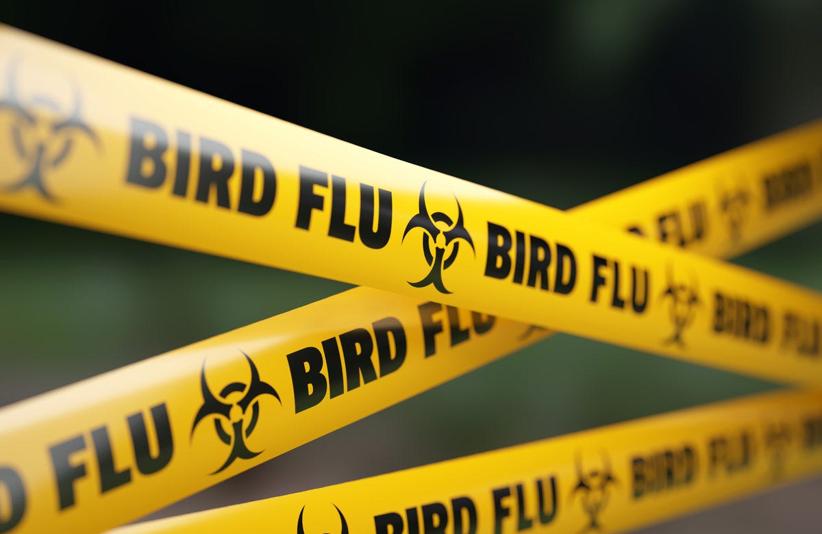 bird-flu-impact-farmers-consumers