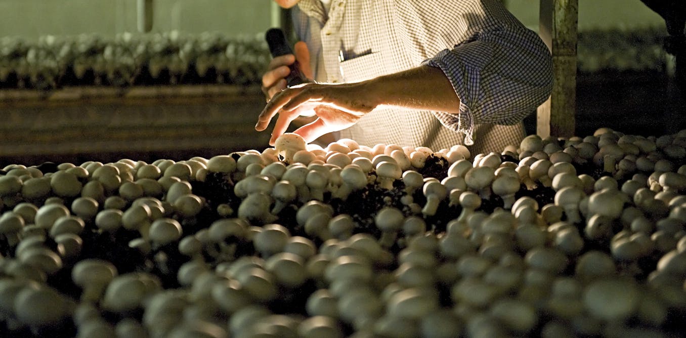 pennsylvania-mushroom-industry-labor-shortage