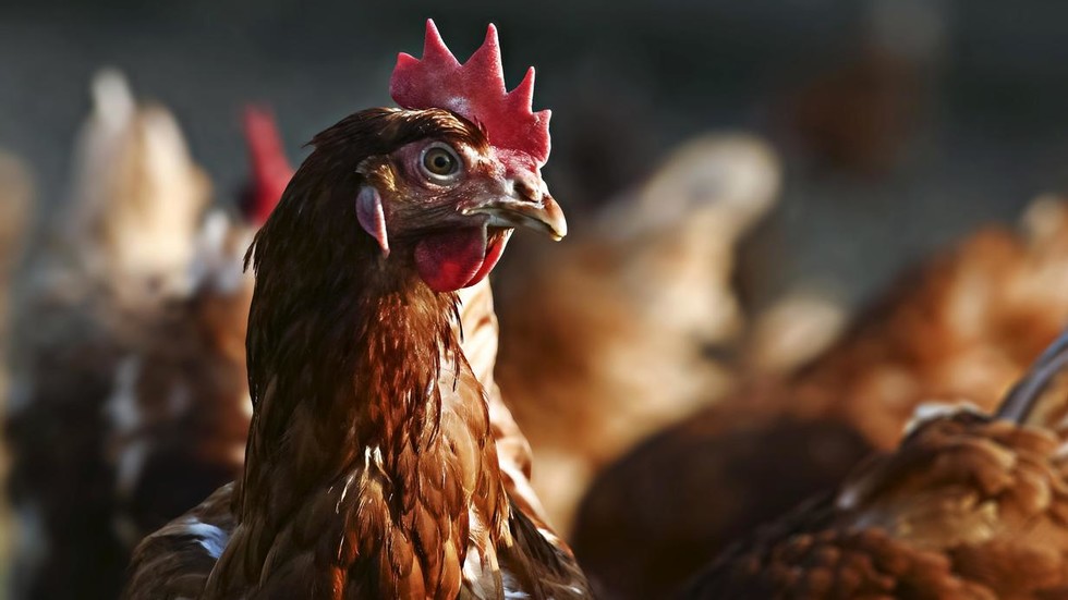 us-egg-supply-eu-imports