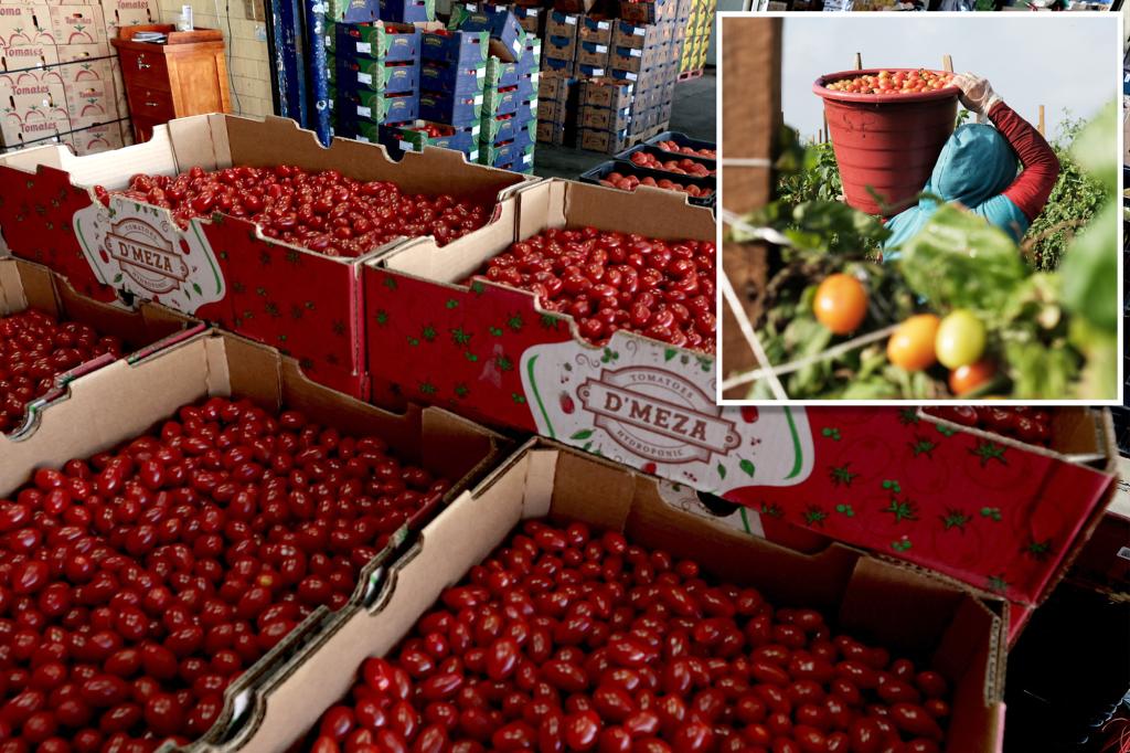 tomato-tariffs-trump-administration