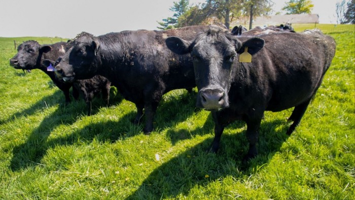 beef-prices-historic-herd-shortages