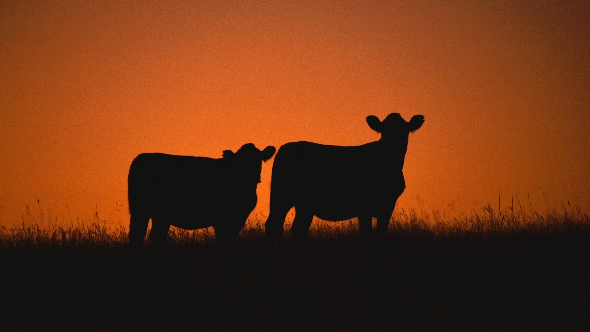 phantom-cow-scam-uruguay