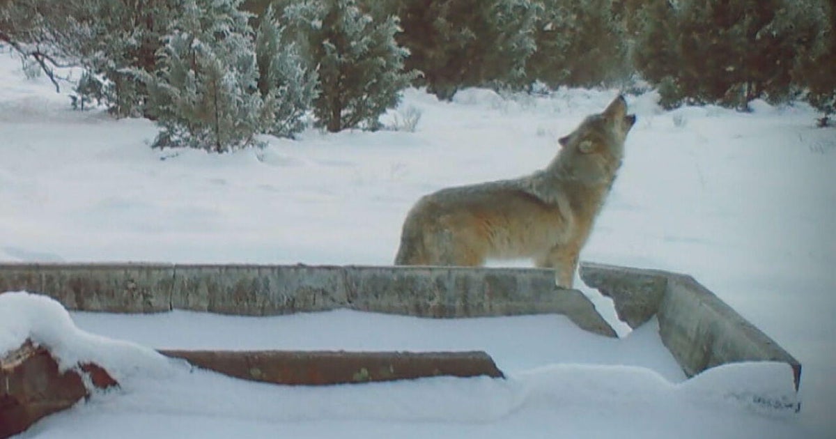 california-wolf-packs